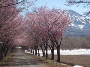 岩木山の桜並木 開花状況（2025年5月2日）